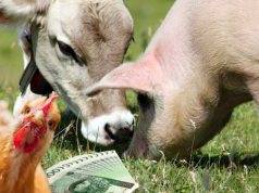 Odszkodowania dla rolników za likwidację stada: nowe zasady i szersza lista strat od 2026