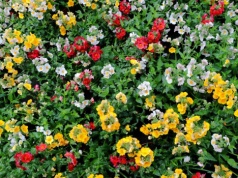 Pelargonie nie mają przy niej szans. To ta roślina będzie rządzić na balkonach