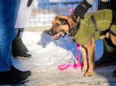 Duży sukces akcji „Rozgrzej Słodziaka” w łódzkim schronisku