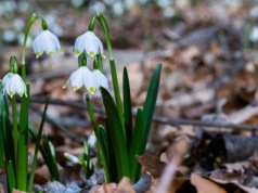 Zwiastun wiosny pojawił się w górach. Tworzy dywany kwiatów
