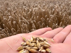 Jęczmień jary – jakie odmiany wybrać w 2026 r. do swojego gospodarstwa?