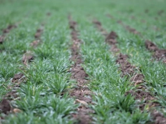 Odwilż, burze i mróz. Jak wpłyną na rzepak i zboża ozime?