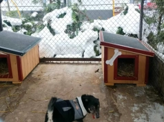 Gmina Sońsk zapłaci za adopcję czworonoga ze schroniska