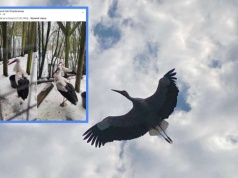 Bocian Krutek, zwiastun wiosny, jest już w Krutyni na Mazurach!