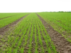 Biostymulatory i produkty mikrobiologiczne: COMPO EXPERT stawia na rolnictwo precyzyjne