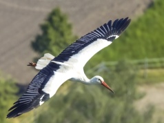 Kiedy bociany wrócą do Polski? Ptaki wykonały ważny krok