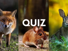 Quiz o zwierzętach, które spotkasz w Polsce. 12/12 tylko dla bystrzaka!