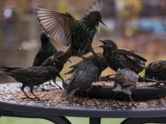 Ustawowa kolejność dziedziczenia to pułapka. Dobrze to widać na tym przykładzie