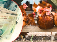 Biurokracja dobija małe gospodarstwa. Ministerstwo wskazuje na 120 000 zł dotacji