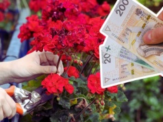 500 zł za kwiaty na balkonie to nie żart. Przepisy są bezlitosne