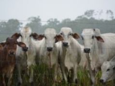 W Unii pojawiło się mięso z zakazanym hormonem wzrostu. Jest reakcja Komisji Europejskiej