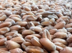 Mocny wzrost ceny pszenicy na koniec tygodnia