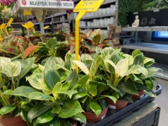 W Castoramie pojawiły się wyjątkowo ładne filodendrony. Kosztują niewiele, a mogą zdobić dom przez lata