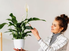 Dodaj łyżkę do wody i podlej skrzydłokwiat. Po zimie znów obsypie się kwiatami