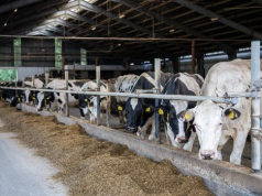 Lepsza zapłata za bydło i świnie? IJHARS ma na to sposób