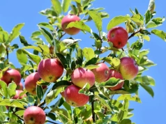 Nie kupuj sadzonki! Tak wyhodujesz jabłoń i gruszę z pestki – stary sposób naszych dziadków