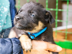 Krakowski deweloper Q3D Group pomaga zwierzętom. Firmy wspierają schronisko KTOZ w akcji #ŁapDobr