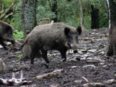 ASF nadal hula w Europie