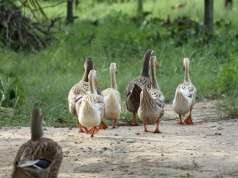 Kolejne dzielnice Szczecina z potwierdzoną ptasią grypą