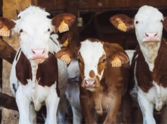 Odszkodowania po likwidacji stad – będą wyższe i bardziej przejrzyste