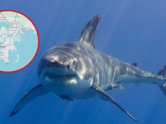 Tragedia podczas pływania. Rekin zaatakował lekarza