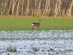 Miniona noc z dodatnimi temperaturami. IMGW ostrzega przed oblodzeniem na wschodzie kraju