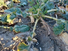 Prawo prawem, ale… rośliny czekają na azot