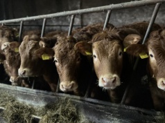 1,81 mln sztuk bydła i 2,48 mln świń. Trend spadkowy w Austrii się pogłębia