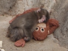 Makak tulił pluszaka. Internet rzucił się na zabawkę