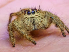 Giełda Biżuterii, Minerałów i Skamieniałości oraz wystawa Dragon Expo