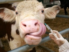 Niebieski język w stadzie 1600 sztuk bydła. Nowe ognisko w Polsce