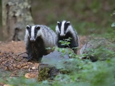 Czy wiesz że … las ma swoich śpiochów?