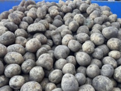 Ceny hurtowe ziemniaka w lutym 2026. Potencjał dla rynku ziemniaka jest, ale wymaga planowania