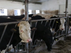 Ceny bydła 24.02.2026: jakie ceny wolców, byków, jałówek i krów?