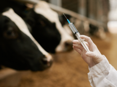 Bezpłatne szkolenia o antybiotykach dla rolników. UE zaprasza do Warszawy