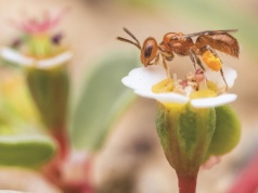 Ta pszczoła jest tak mała, że trudno ją dostrzec. Badacze stosują sprytny trik