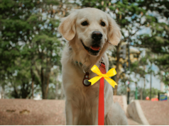 Widzisz psa z żółtą wstążką? Lepiej się do niego nie zbliżaj