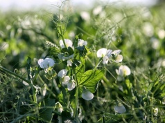 Przełom w uprawie roślin białkowych. Polska ma pierwszy groch ozimy