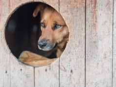 Ustawa łańcuchowa na nowo. Projekt poparło 500 tys. Polaków
