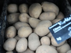 Polska importuje coraz więcej ziemniaków. Do Niemiec popłynęły miliony złotych