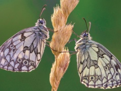 Skrzydła tego motyla zdobi niezwykły wzór. Jego kształt zależy od jednego czynnika
