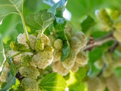 Pomaga ograniczyć słodycze, wspiera trawienie i ułatwia kontrolę wagi. Wystarczy łyżeczka dziennie