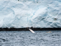 Tajemnica sprzed 23 milionów lat odkryta pod lodem Antarktydy