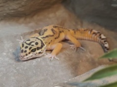 Do krakowskiego okna życia dla zwierząt trafił gekon