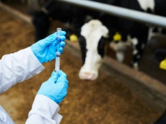 Brazylia wysłała do Europy wołowinę skażoną hormonami. Bruksela będzie interweniować… za pół roku