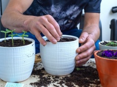 Zasiej wiosną w doniczce, a nie pożałujesz. Razem z kwiatem wzejdzie miłość i fortuna