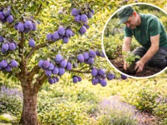 Posadź to przy śliwie. Będzie pękała od owoców