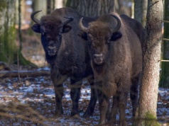 Populacja żubrów w Puszczy Białowieskiej zwiększyła się i to do rekordowej liczby