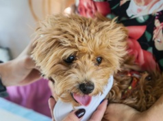 Psy i koty pod kontrolą. Rząd przyjął ustawę o rejestrze zwierząt