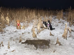 Nowy pomysł na ASF: wolne pasy przy lasach